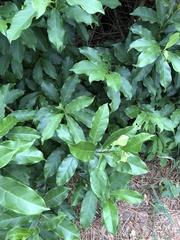 Strophanthus divaricatus