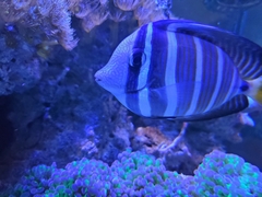 Zebrasoma