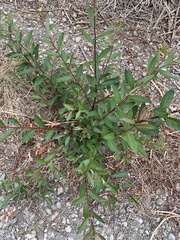 Salix laevigata