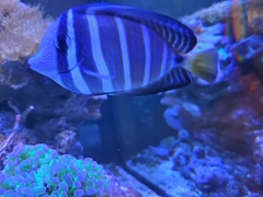 Zebrasoma