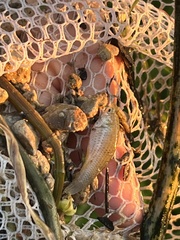 Poecilia latipinna