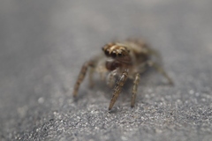 Macaroeris nidicolens