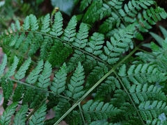 Dryopteris guanchica