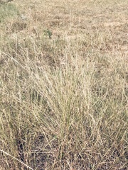 Bothriochloa ischaemum