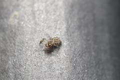 Macaroeris nidicolens