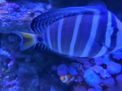 Zebrasoma
