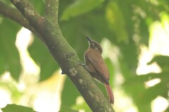 Dendrocincla fuliginosa