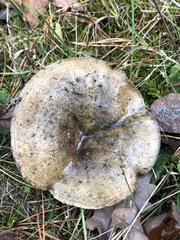 Lactarius quieticolor