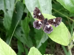 Calydna sturnula