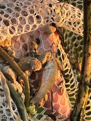 Poecilia latipinna
