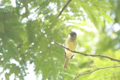 Phyllomyias griseiceps