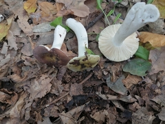Russula pelargonia