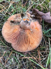 Lactarius quieticolor