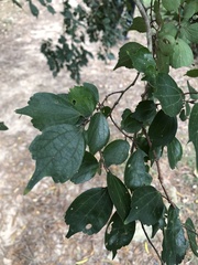 Celtis biondii