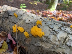 Dacrymyces