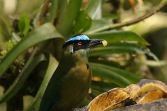 Momotus aequatorialis