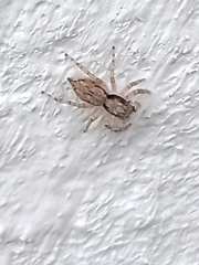 Menemerus bivittatus