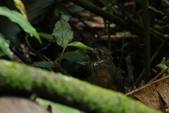 Grallaria guatimalensis