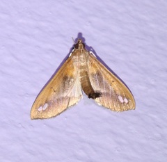 Diaphania fumosalis