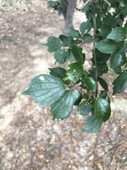 Celtis biondii