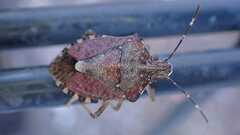 Halyomorpha halys