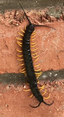Scolopendra
