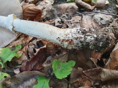 Amanita franchetii