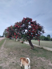 Erythrina crista-galli
