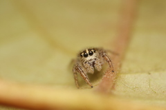 Macaroeris nidicolens