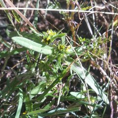 Melampodium sericeum