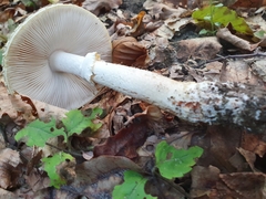 Amanita franchetii