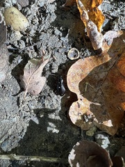 Limodromus