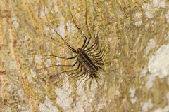 Scutigeromorpha