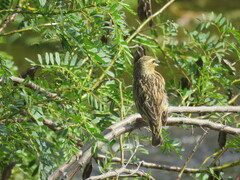 Euplectes orix