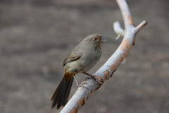 Melozone crissalis