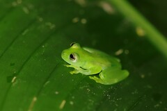 Espadarana prosoblepon