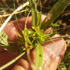 Melampodium sericeum