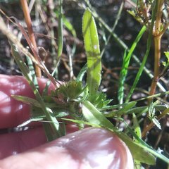 Melampodium sericeum