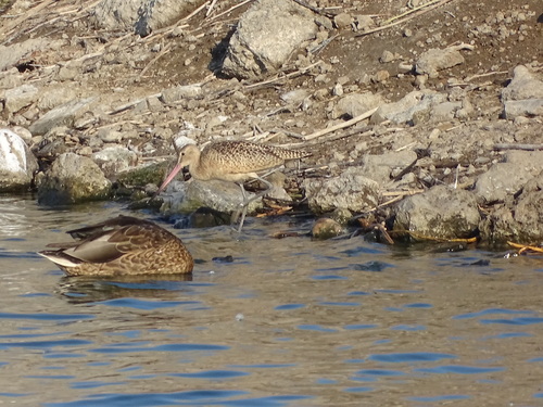 Marbled Godwit