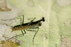 Liturgusidae