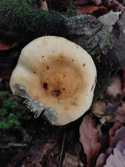 Lactarius alnicola