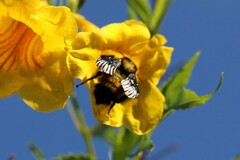 Bombus sonorus