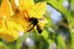 Bombus sonorus