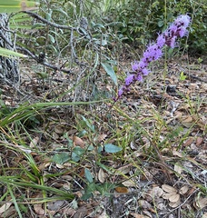 Liatris laevigata