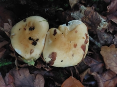 Lactarius alnicola