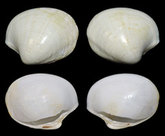 Pitar prora
