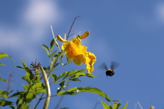 Bombus sonorus