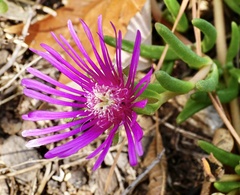 Delosperma cooperi