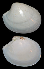 Pitar prora