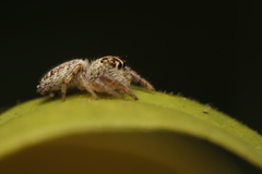 Macaroeris nidicolens